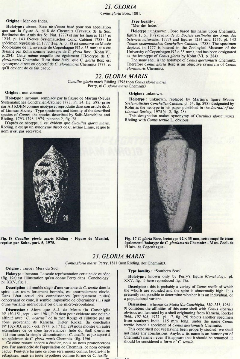 Conus gloriamaris, Chemnitz 1777